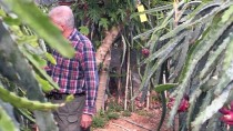 PASIFLORA - Türkiye'nin İlk Tropikal Meyvesine Tescil