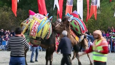 1. Ortaca Deve Güreşleri