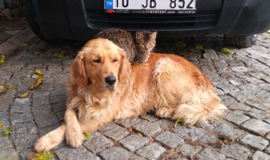 Köpek İle Kedinin Kıskandıran Dostluğu