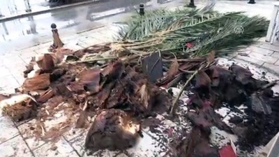 Bodrum'da Dev Palmiye Ağacı Köfteci Dükkanının Çatısına Devrildi