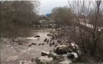 Nehri Yüzerek Geçen Domuzlar Böyle Görüntülendi