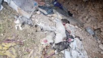 SOKAK KÖPEĞİ - Uşak'ta 5 Köpek Yavrusu Parçalanmış Halde Bulundu