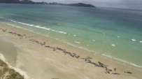 MASON - Yeni Zelanda'da 145 Balina Karaya Vurdu