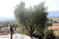 ZEYTİN YAĞI - Zeytin Dalından Sofraya Yolculuk