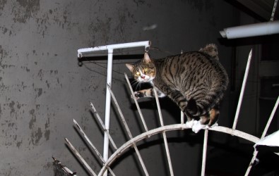 Balkon Korkuluklarına Saplanan Kediyi İtfaiye Kurtardı