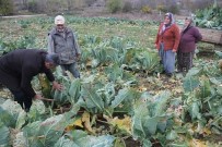 KARNABAHAR - Bilecik'te Karnabahar Hasadı Başlandı