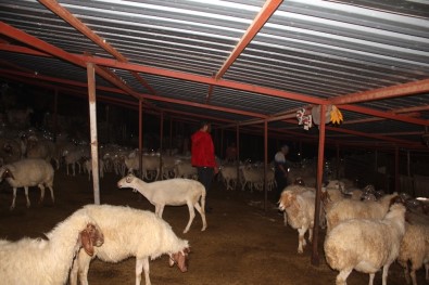 Koyun Çalmaya Çalışırken Ağıl Sahibinin Baskınıyla Neye Uğradıklarını Anlayamadılar