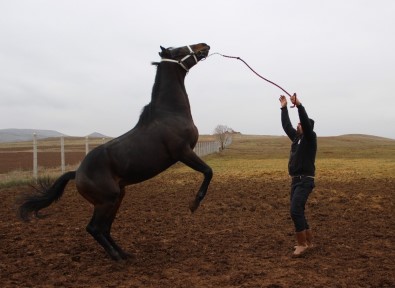 Şampiyon Atlar Sivas'ta Yetiştiriliyor
