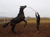 AT ÇİFTLİĞİ - Şampiyon Atlar Sivas'ta Yetiştiriliyor