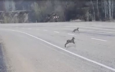 Sivas'ta 3 Vaşak Aynı Anda Görüntülendi