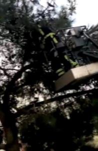 Ağaca Takılı Kalan Sığırcık Kuşu İçin İtfaiye Seferber Oldu