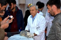 ERKEN DOĞUM - BÜ Veterinerlik Fakültesi,  Hayvanlar İçin Tedavi Merkezi Oldu