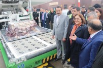 ÇINGENE - Çingene Kız Mozağinin Kayıp Parçaları Yuvasına Ulaştı