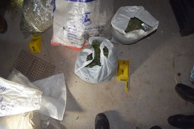 Sivas'ta 27 Kilo Hint Keneviri Ele Geçirildi