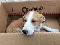 AĞRI KESİCİ - Yaralı Köpeği Öğrenciler Tedavi Ettirdi