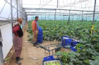 Antalya'da Sera Soygunu