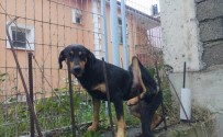 DEMİR ÇUBUK - Bacağına Demir Saplanan Köpeğin Yardımına İtfaiye Yetişti