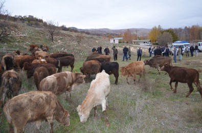 Çemişgezek'te Genç Çiftçilere 60 Adet Büyükbaş Hayvan Verildi