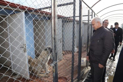 Erzincan Belediye Başkanı Cemalettin Başsoy Hayvan Bakım Evi'ni Denetledi