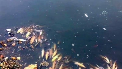 Gökırmak'ta Toplu Balık Ölümü