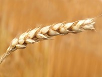GÜMRÜK VERGİSİ - İncefikir Açıklaması 'Buğday Ekim Alanları Azalıyor'