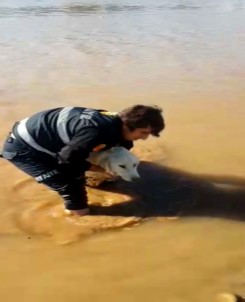 Cizre'de Nehirde Mahsur Kalan Köpeği İtfaiye Ekipleri Kurtardı