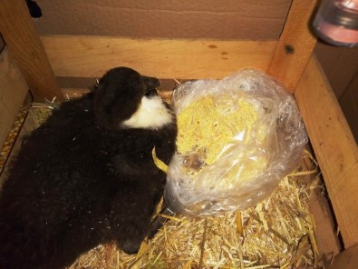 İzmit'te Duyarlı Zabıtalar Övgü Topluyor