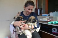 YAVRU KÖPEK - Sokakta Bulduğu Yavru Köpekleri Evinde Biberonla Besliyor