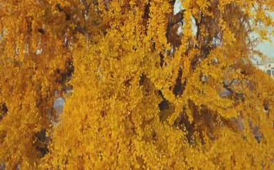 3 Bin Yıllık  Ağacın Altın Sarısı Yaprakları Etkiliyor
