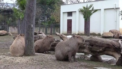 Bursa Hayvanat Bahçesi'nde Yavru Kapibara Heyecanı