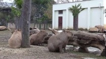 GÜNEY AMERIKA - Bursa Hayvanat Bahçesi'nde Yavru Kapibara Heyecanı