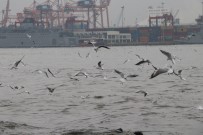 YAĞMURLU - Martıların Yağmurlu Havada Görsel Şöleni