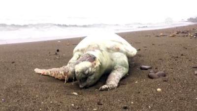 Ölü Deniz Kaplumbağası Kıyıya Vurdu