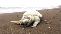 ÖLÜ DENİZ - Ölü Deniz Kaplumbağası Kıyıya Vurdu