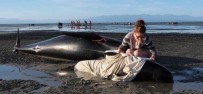 MASON - Yeni Zelanda'da 51 Kılavuz Balina Daha Karaya Vurdu