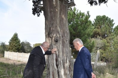 7 Asırlık Ardıç Ağacı Projelendiriliyor