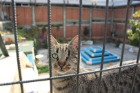 SEVIMLI HAYVANLAR - 'Kedilerin Dedesi'nin 12 Kedisi Bir Hafta İçerisinde Telef Oldu