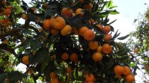 ALI KAVAK - Yaş Meyve Sebze İhracatı Artıyor