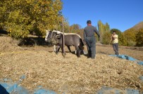 UZUNGEÇIT - At Ve Katırların Yardımı İle Fasulyeler Harmanlanıyor