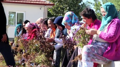Hobi Bahçesinde Hasat Zamanı