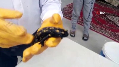 Malatya'da Sarı Benekli Semender Bulundu