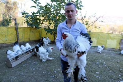 (Özel) 3 Yıl Önce Gördüğü Brahma Cinsi Tavukları Yaygınlaştırmayı Amaçlıyor