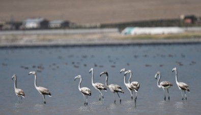 Flamingolar Arin Gölü'nü Mesken Tuttu