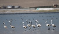 ERÇEK GÖLÜ - Flamingolar Arin Gölü'nü Mesken Tuttu
