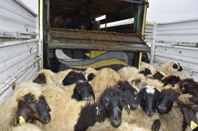 Genç Çiftçilere 238 Koyun Dağıtıldı