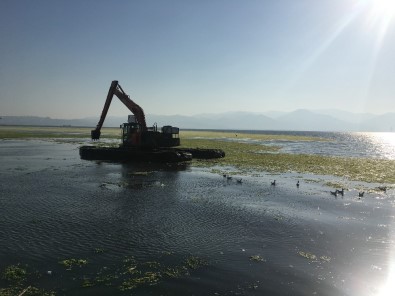 İzmir Körfezi'ndeki Yeşil Yosunları Temizleme Çalışmaları Sürüyor