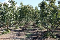 ORMANLı - Karadenizli Çiftçilere Fındık Eğitimi Verilecek