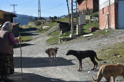 Kastamonu'da Bir Köyü Uyuz Ve Hastalıklı Köpekler Bastı
