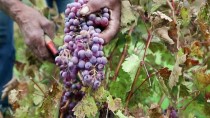 BADEMLI - Mezruna Üzümünün Bağdan Pekmeze Yolculuğu