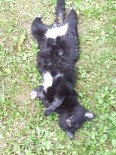 YAVRU KEDİ - Yavru Kedi, Ayakları Kesilmiş Şekilde Ölü Bulundu